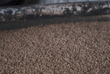 BSFL meal could be incorporated as an essential part of poultry feed production. Photo: James Tiono