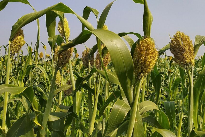 Researchers aim to make sorghum more palatable for poultry