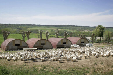 A foie gras producer in better times. Over 1,600 poultry producers were hit by avian influenza last winter, with more than 16 million animals culled. Photo: ANP