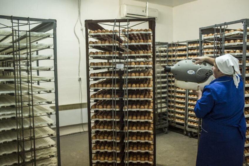 Vladimir Fisinin estimated that Russia produces 4.2 billion hatching eggs, importing roughly 300 million units. Photo: ANP