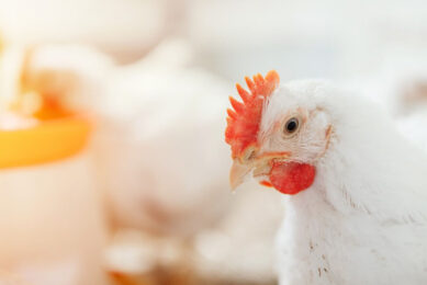 Zinc is an essential trace element in broiler production. Photo: Miavit