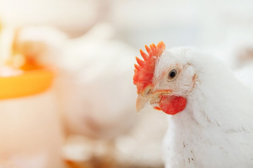 Zinc is an essential trace element in broiler production. Photo: Miavit