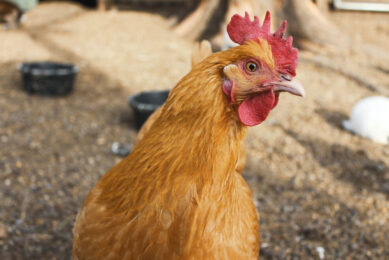 In Angola, laying hens are slaughtered after about 80 weeks. This accounts for most of Angola’s chicken meat production. Photo: Mickaela Scarpedis-Casper