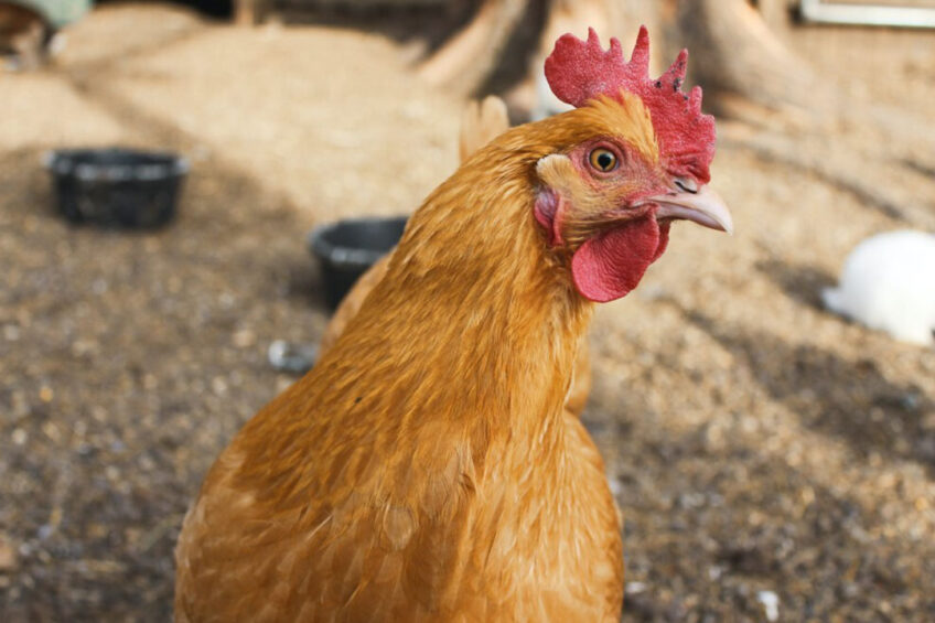 In Angola, laying hens are slaughtered after about 80 weeks. This accounts for most of Angola’s chicken meat production. Photo: Mickaela Scarpedis-Casper