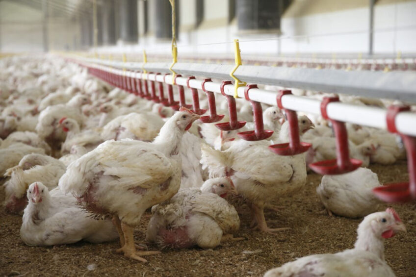 One key to be considered is the nutritional value of methionine (Met) sources used to balance the Met and cysteine (Cys) supply of broilers. Photo: Hans Prinsen