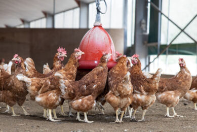 Supplementary feeds or pre-mixes do not focus primarily on supplying energy and major nutrients to the animal but are intended to support them by including special ingredients. Photo: Peter Rook