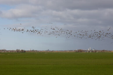 Guilhem de Seze, head of the risk assessment production department at EFSA: “As autumn migration begins and the number of wild birds wintering in Europe increases, they are likely at higher risk of HPAI infection than previous years due to the observed persistence of the virus in Europe.” Photo: Herbert Wiggerman