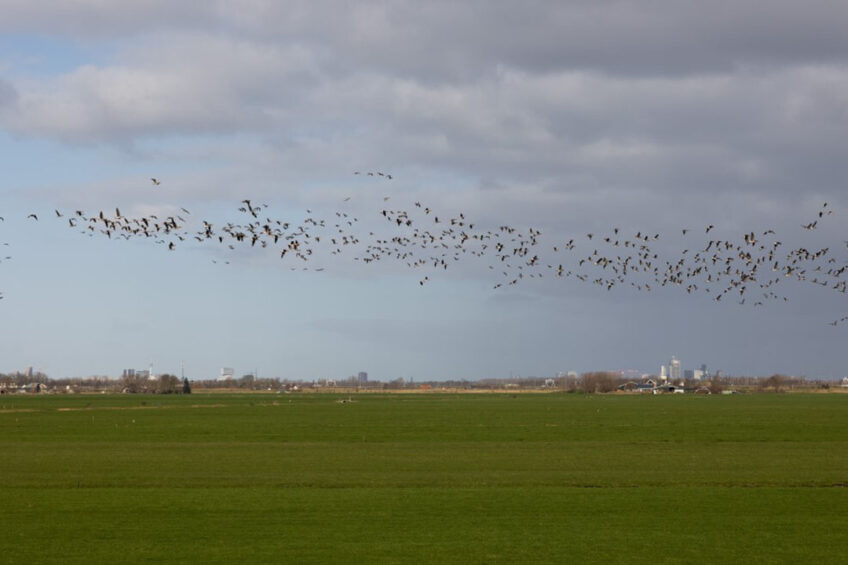 Guilhem de Seze, head of the risk assessment production department at EFSA: “As autumn migration begins and the number of wild birds wintering in Europe increases, they are likely at higher risk of HPAI infection than previous years due to the observed persistence of the virus in Europe.” Photo: Herbert Wiggerman