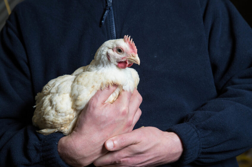 Keeping your feed clean and free of harmful pathogens is crucial for maintaining the health of your flock. Photo: Anitox