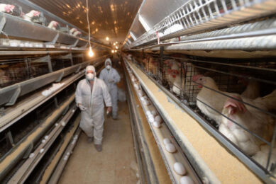 From mid-March, several large layer flocks in Iowa and Wisconsin were affected by avian influenza. Photo: ANP
