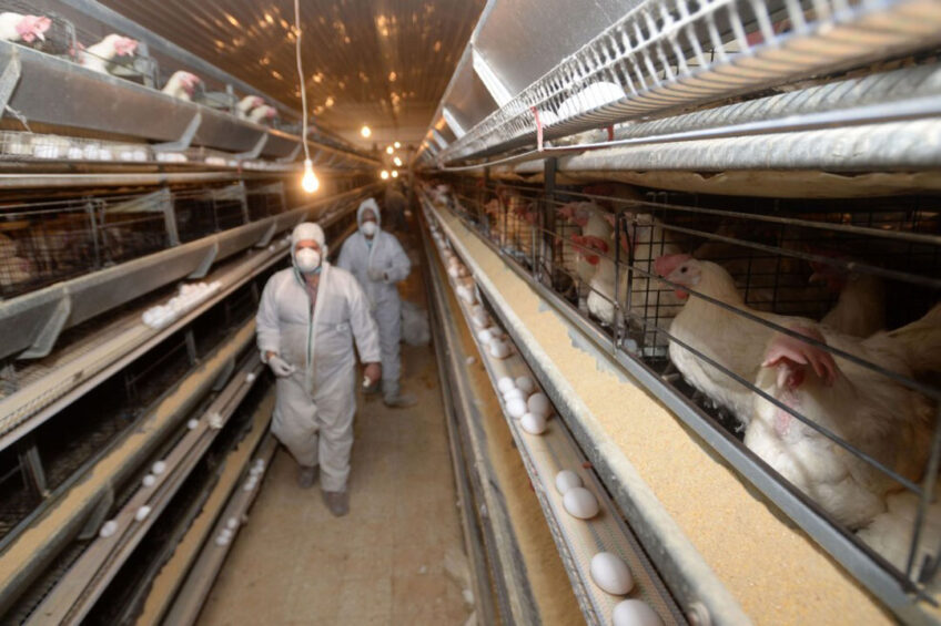 From mid-March, several large layer flocks in Iowa and Wisconsin were affected by avian influenza. Photo: ANP
