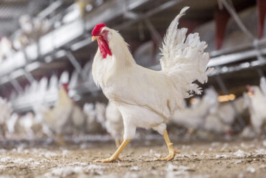 One of Kipster's male roosters. Photo: Kipster