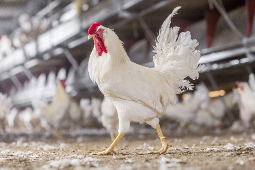 One of Kipster's male roosters. Photo: Kipster