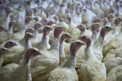 A package of support measures has been particularly targeted towards the UK turkey industry, which produces 11 million birds every year with just two-thirds consumed over the Christmas period. Photo: Marcel van Horn