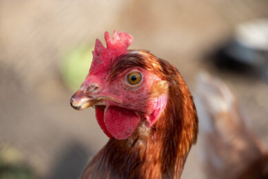 With birds being moved indoors, it is important for producers to recognise that the bird’s environment had changed, along with their routine, while their health status was under increased pressure. Photo: Blaž