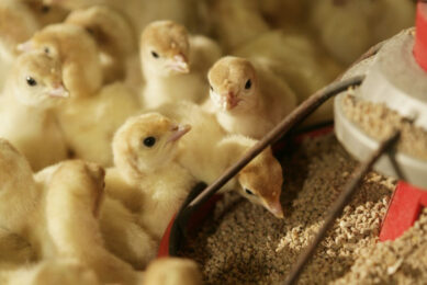 In poultry nutrition and production, methionine (Met) is considered the first essential amino acid because birds do not produce it themselves.  Photo: Jan-Willem Schouten