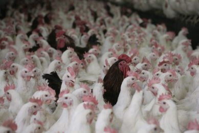 The application of selective breeding for parasite resistance in combination with other integrated control methods is considered an alternative means of parasite control in the long run. Photo: Jan Willem Schouten