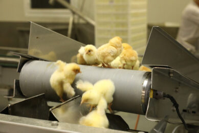 Austrian hatcheries agreed with the government and NGOs that day-old layer males serve a purpose as predator feed. Photo: Henk Riswick