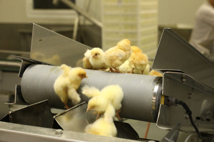 Austrian hatcheries agreed with the government and NGOs that day-old layer males serve a purpose as predator feed. Photo: Henk Riswick