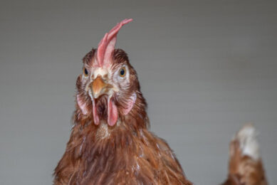 Researchers have discovered that immune cells, known as T cells, have distinct functions depending on the susceptibility of the birds to Marek's Disease. Photo: Peter Rook