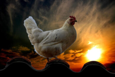Rural poultry may have a higher level of heat tolerance than commercial breeds. Photo: Rene Rauschenberger