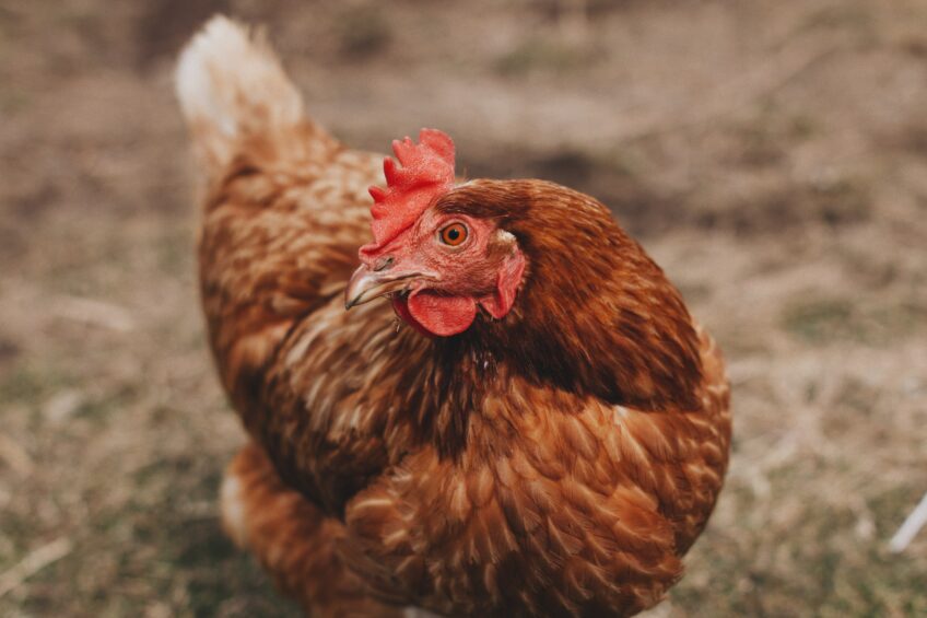 Mycoplasma rFPV-MG vaccine reduces antibiotic usage