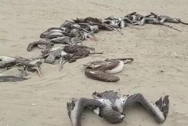 Wild birds on migratory routine are likely to spread the avian influenza vírus to other countries in South America. Several countries have reported pelicans with the disease. Photo: Daniel Azevedo