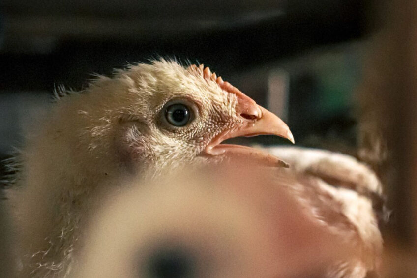 The current EU animal welfare legislation is in the process of being revised. Photo: Simon Reza