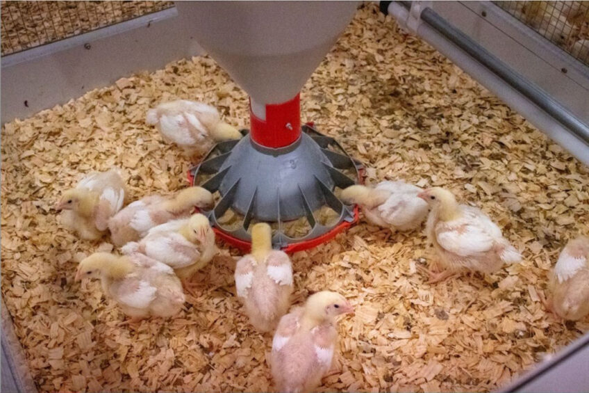 Photo: Department of Animal Science at Iowa State University