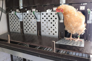 The RegioHuhn project aims to develop crosses of local breeds and high-performing hybrids.