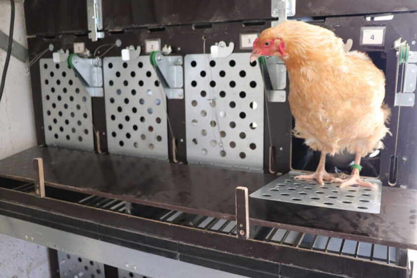 The RegioHuhn project aims to develop crosses of local breeds and high-performing hybrids.