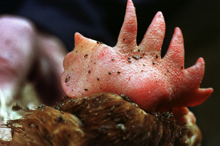 Photo: Van Assendelft