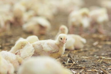A new veterinary regulation is anticipated to come into force under which all imported poultry vaccine strains must be stored in Russian scientific institutions. Photo: gpointstudio