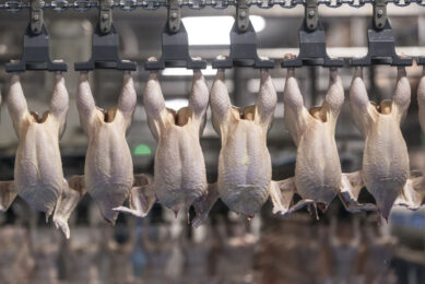 Global meat supply will expand to meet rising demand, reaching 377 Mt by 2031, but this will slower than in the last decade. Photo: Koos Groenewold