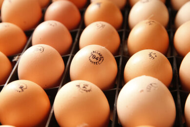 Maintenance needs are always the main priority and only after this need has been met are nutrients available for growth or egg production.