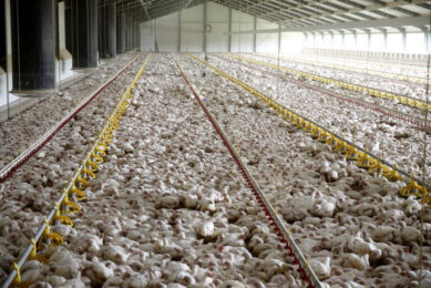 In the UK, compensation is currently based on the value of any surviving healthy birds following an outbreak of bird flu. Photo: Hans Princes