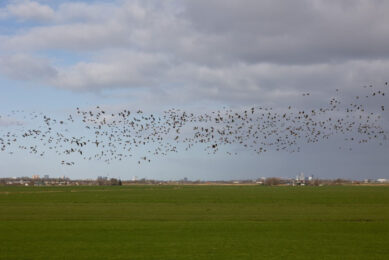 While the number of avian influenza virus detections in sea bird breeding colonies have come down since the previous reporting period, the number of cases in water birds and poultry has increased. Photo: Herbert Wiggerman