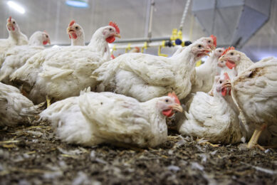 In poultry there are seven Eimeria species of the protozoal parasite coccidia that infect different regions of the intestinal tract. Photo: Lex Salverda