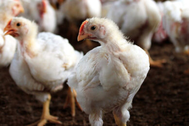 To successfully implement this broiler slowdown programme, it is necessary to secure a continuous supply of diluted feeds for the restriction period. Photo: Santhosh Kumar