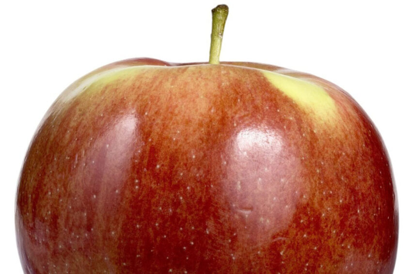 The Empire apple. Photo: Steven Giacomelli