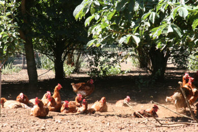 When consumers consciously buy organic eggs, they assume that they are sustainable, too. Photos: Fabian Brockötter