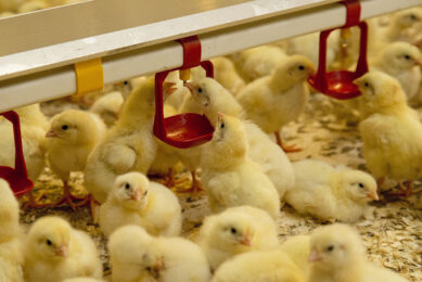The research aim is to verify whether rainwater can be purified into drinking water for poultry. Photo: Bart Nijs Fotografie