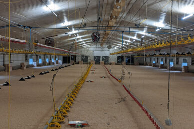 Beakbook is a weight collection and prediction tool for poultry, specialising in high-accuracy data that farmers can trust. Photo: Beakbook