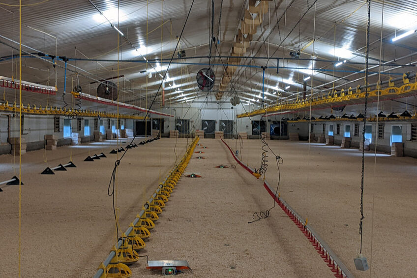 Beakbook is a weight collection and prediction tool for poultry, specialising in high-accuracy data that farmers can trust. Photo: Beakbook