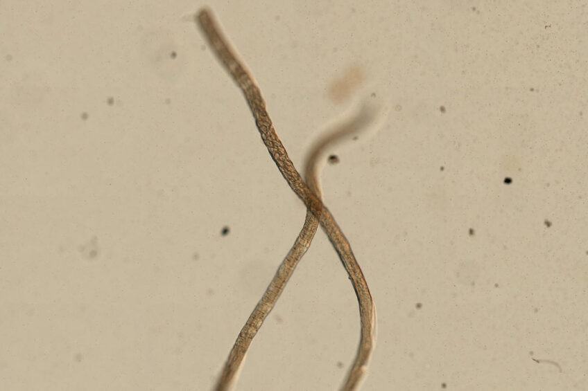 The risk of the parasites causing production losses is inevitable. Photo: Yale Peabody Museum