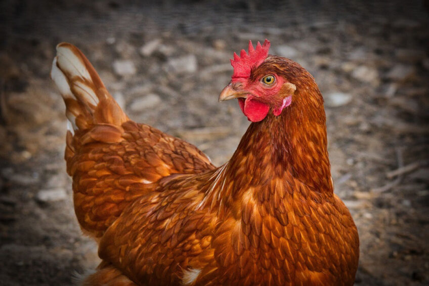 With 27 million birds, the egg sector was South Africa's 4th-largest in 2021. Photo: Heike