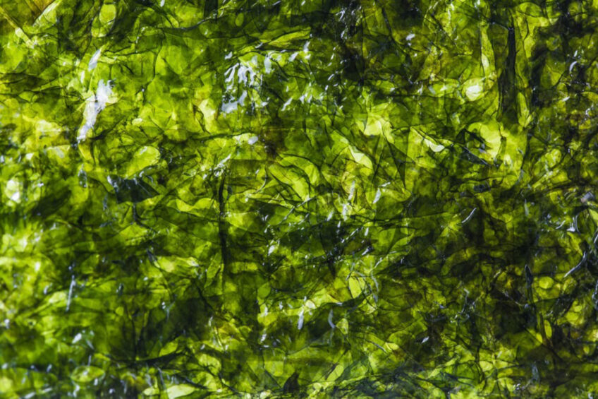 “Seaweeds are fascinating organisms, and the more we study them, the more potential we see in them," said Paddy Estridge, Seaweed Generation CEO. Photo: Dashu83