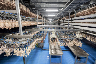 Rabobank's poultry outlook sees strong demand along with high imput prices. Margins are positive but lower than in previous years. Photo: Koos Groenewold