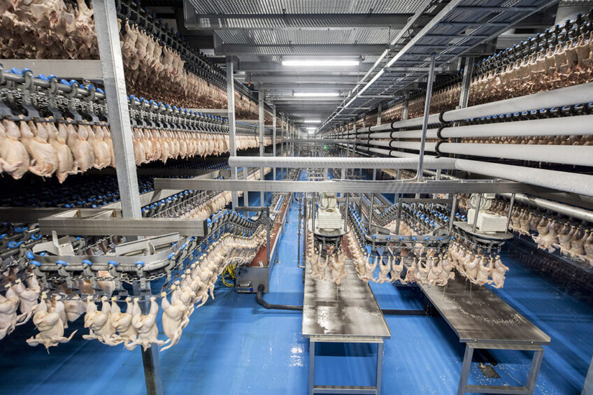 Rabobank's poultry outlook sees strong demand along with high imput prices. Margins are positive but lower than in previous years. Photo: Koos Groenewold