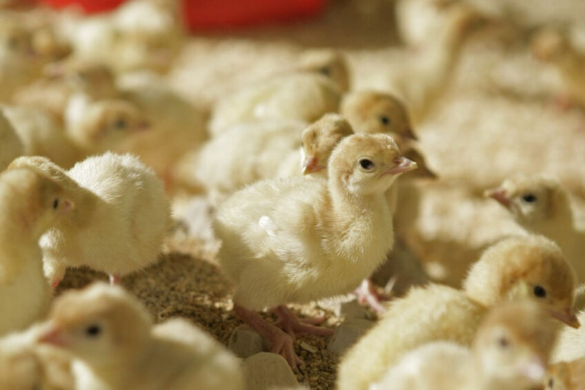 It is estimated that existing and planned hatching egg production in Russia would cover only 80% of domestic demand. Photo: Jan-Willem Schouten